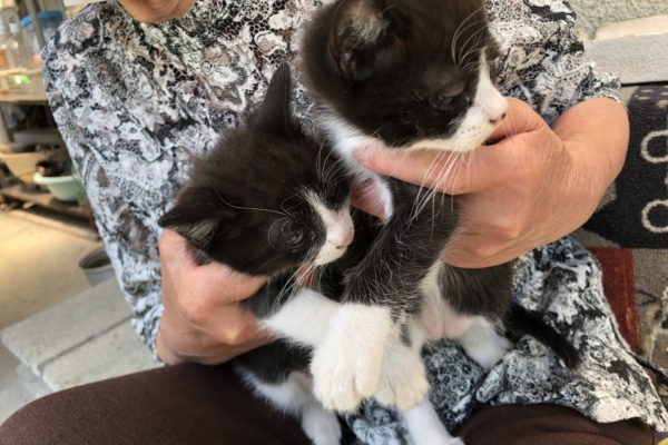 黒白　子猫