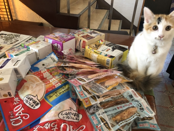 cat and foods